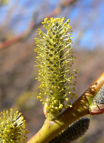 Arroyo Willow (Salix lasiolepis)