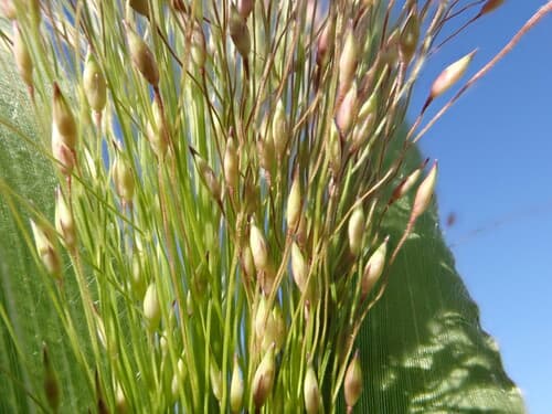 Old-witch Grass (Panicum capillare)
