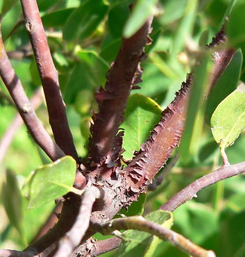 Whiteleaf Manzanita (Arctostaphylos manzanita)