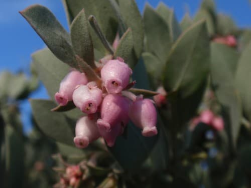 Hoary Manzanita (Arctostaphylos canescens)