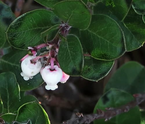 Little Sur manzanita (Arctostaphylos edmundsii)