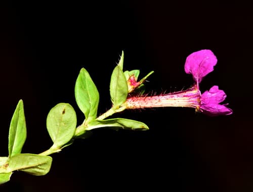Clammy Cuphea (Cuphea petiolata)