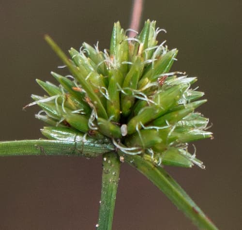 Great Plains Flatsedge (Cyperus lupulinus)