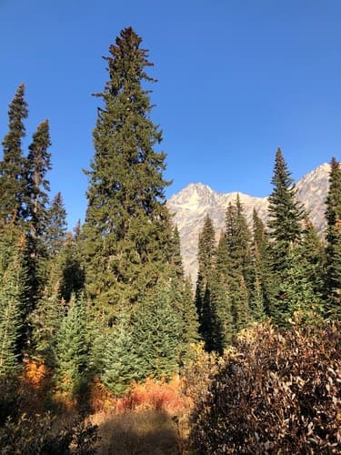 Mountain Spruce (Picea engelmannii)