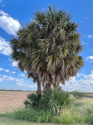 Texas Sabal Palm (Sabal mexicana)