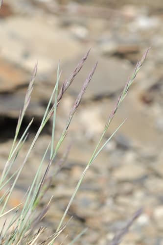 Ovina (Festuca ovina)