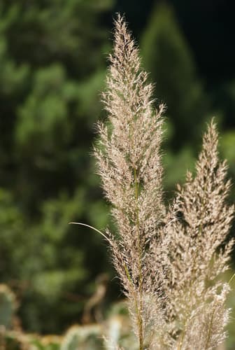 Bull muhly (Muhlenbergia emersleyi)