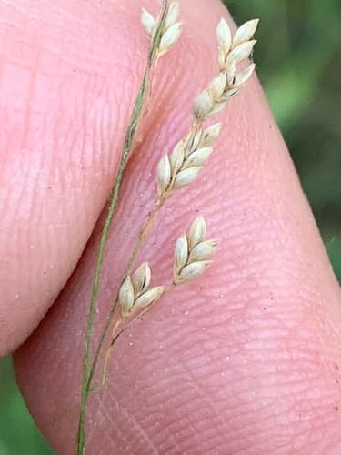 Tall Mannagrass (Glyceria elata)