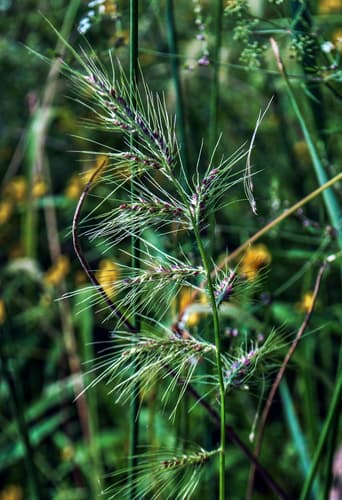 Coast Barnyard Grass (Echinochloa walteri)