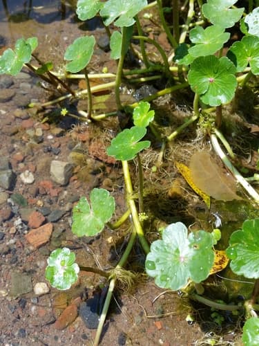 Floating Pennywort (Hydrocotyle ranunculoides)