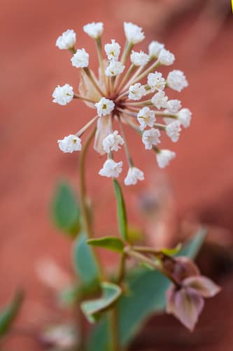 Fragrant Sand-verbena (Abronia fragrans)