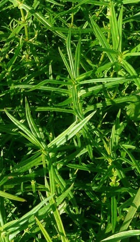 Toothcup (Ammannia coccinea)