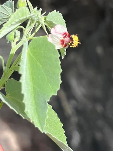 Pelotazo (Abutilon incanum)