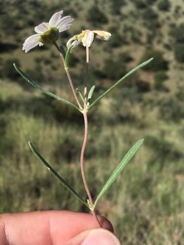 Plains Blackfoot (Melampodium leucanthum)
