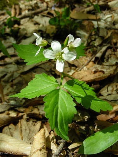 Broadleaf Toothwort (Cardamine diphylla)