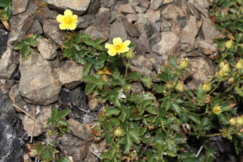 False Rock-loving Cinquefoil (Drymocallis pseudorupestris)
