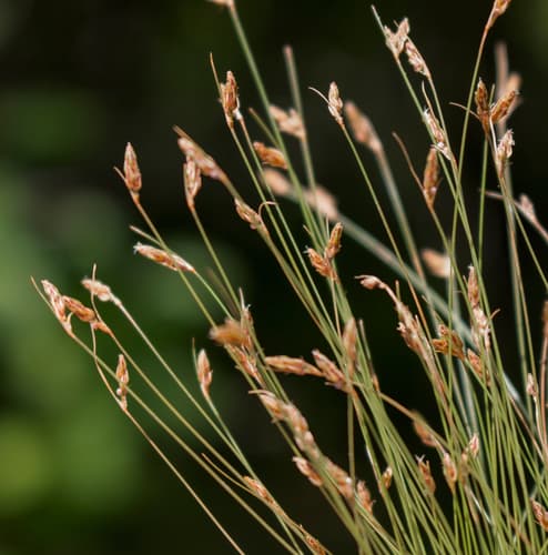 Densetuft Hairsedge (Bulbostylis capillaris)