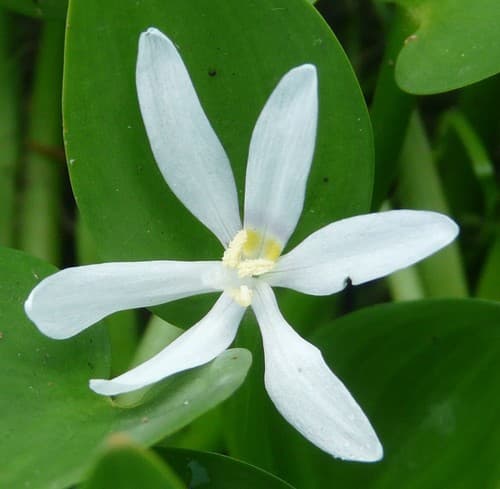 Blue Mud-plantain (Heteranthera limosa)