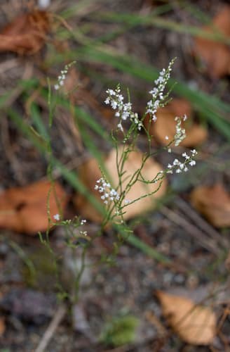 Coastal Jointweed (Polygonella articulata)