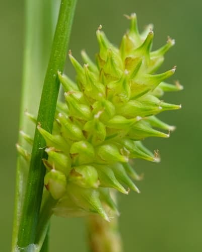 Common & Small-Fruited Yellow-Sedge (Carex oederi)