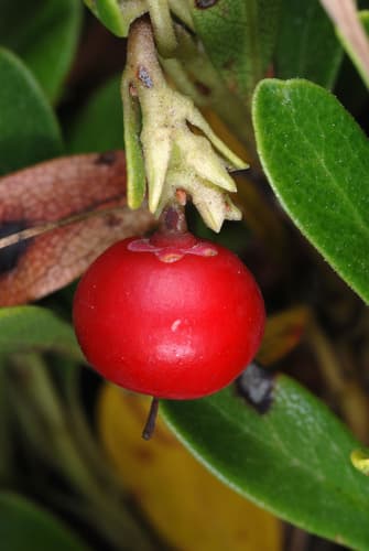 Bear-grape (Arctostaphylos uva-ursi)