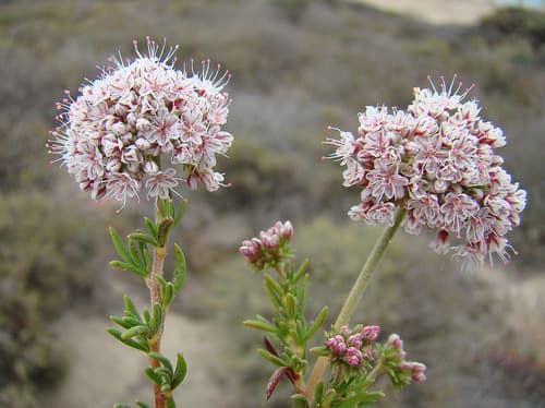 California Wild Buckwheat (Eriogonum fasciculatum)