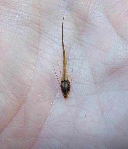 Tall Horned Beaksedge (Rhynchospora macrostachya)