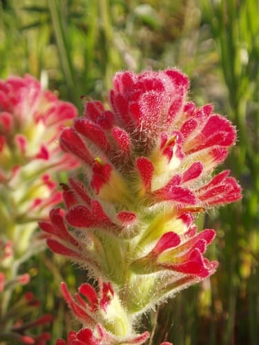 Wight's Paintbrush (Castilleja wightii)
