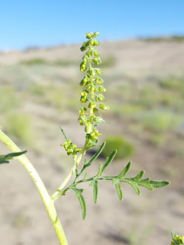 Hooker's Bur Ragweed (Ambrosia acanthicarpa)