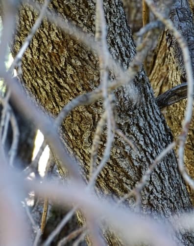 Canyon Live Oak (Quercus chrysolepis)