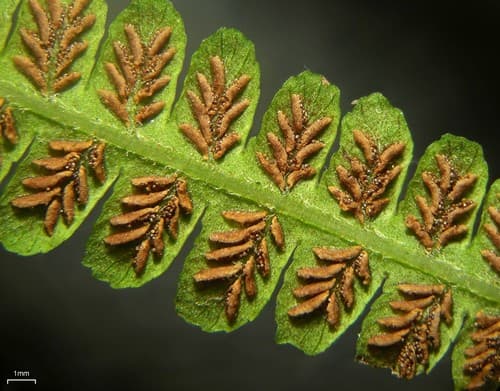 Silver False Spleenwort (Deparia acrostichoides)