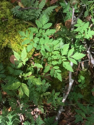 Filmy Angelica (Angelica triquinata)