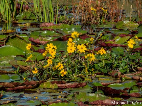 Smooth Beggarticks (Bidens laevis)