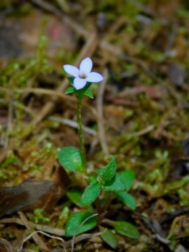Tiny Bluet (Houstonia pusilla)