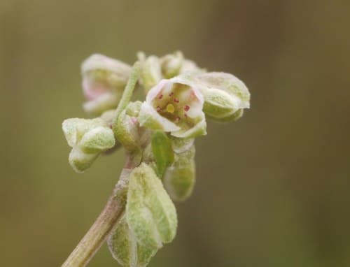 Black Bindweed (Polygonum convolvulus)