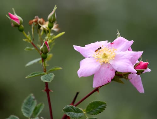 California Rose (Rosa californica)