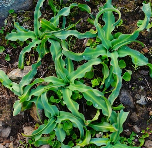 Amole (Chlorogalum pomeridianum)