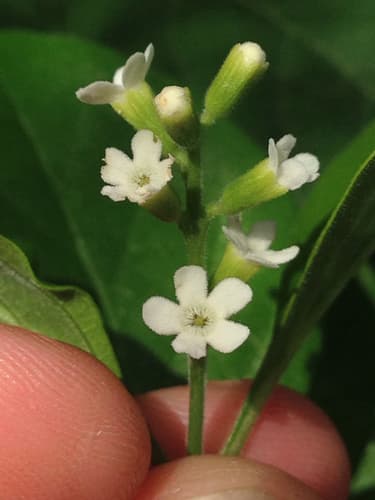 Tamaulipan Fiddlewood (Citharexylum berlandieri)