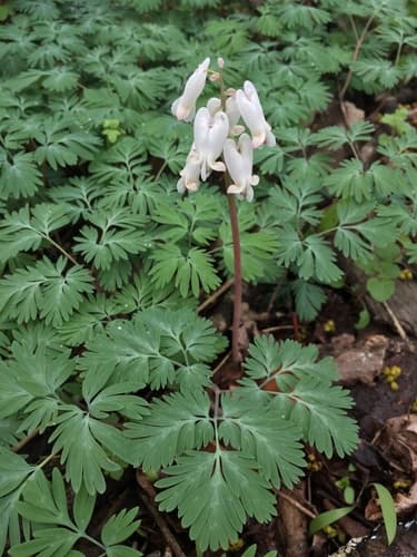 Turkey-corn (Dicentra canadensis)