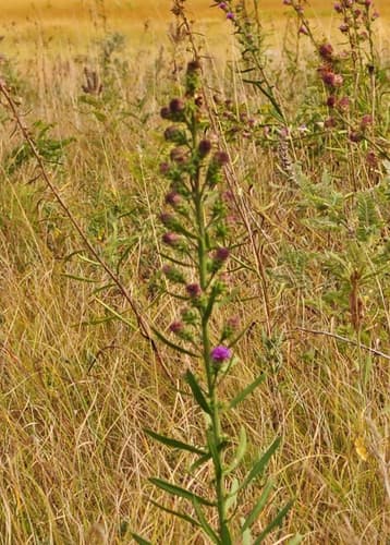 Rocky Mountain Blazing Star (Liatris ligulistylis)