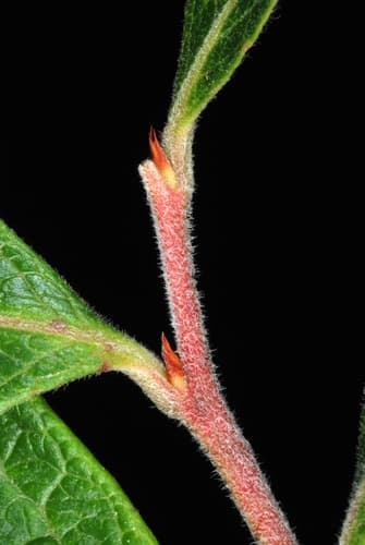 American blueberry (Vaccinium corymbosum)