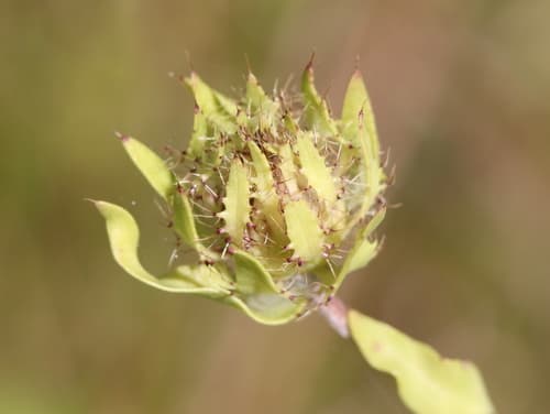 Stokes'-aster (Stokesia laevis)