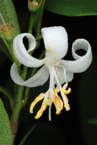 American snowbell (Styrax americanus)