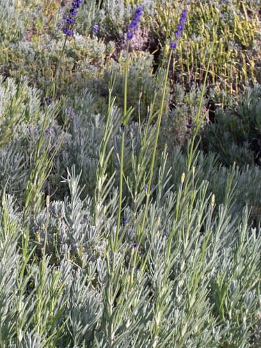 Lavender (Lavandula angustifolia)