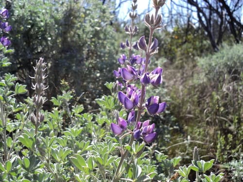 Foothill Lupine (Lupinus albifrons)