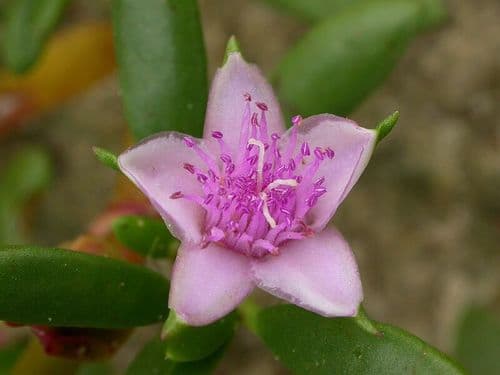 Shoreline Seapurslane (Sesuvium portulacastrum)