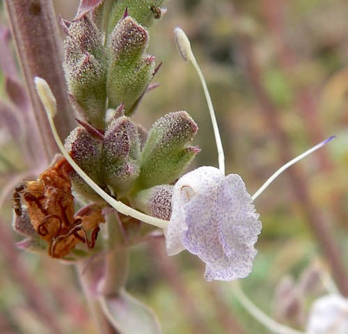 White Sage (Salvia apiana)