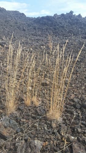 Canby'S Bluegrass (Poa secunda)