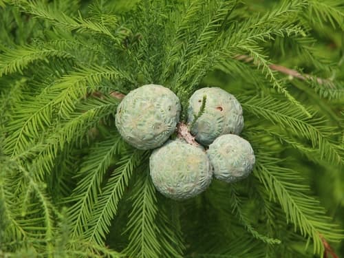 Bald Cypress (Taxodium distichum)