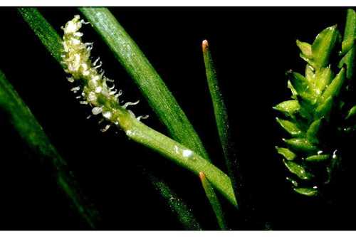 Awl-leaf Lilaea (Triglochin scilloides)